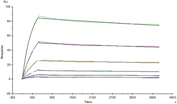 Human VEGF165 Protein, His Tag (MALS verified)