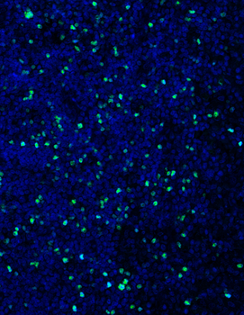 Guinea pig anti-FOXP3 Antibody