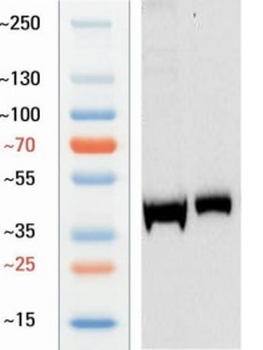 Guinea pig anti-FOXP3 Antibody