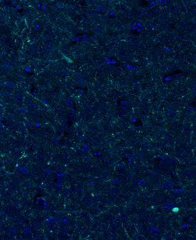 Guinea pig anti-TH Antibody