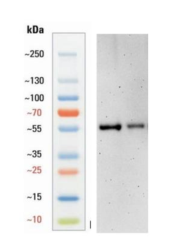 Guinea pig anti-TH Antibody