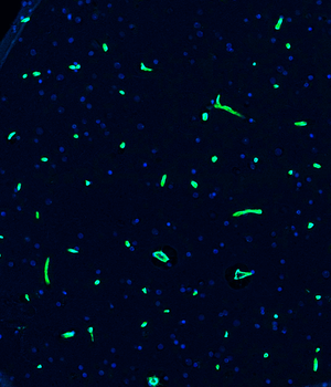 Guinea pig anti-Nestin Antibody