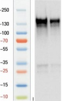 Guinea pig anti-Nestin Antibody