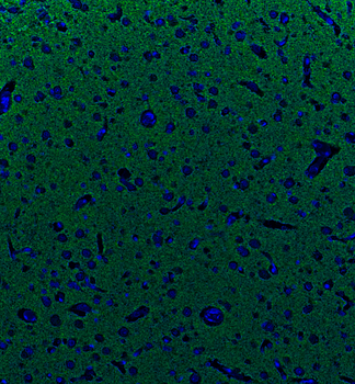 Goat anti-Synaptophysin Antibody