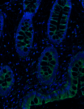 Goat anti-OPN Antibody