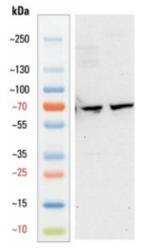 Goat anti-OPN Antibody