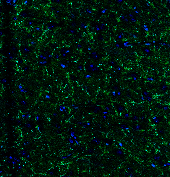 Goat anti-VGLUT2 Antibody