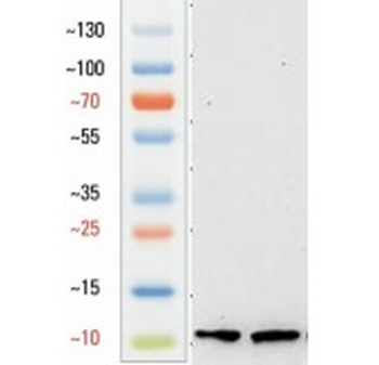 Goat anti-NPY Antibody