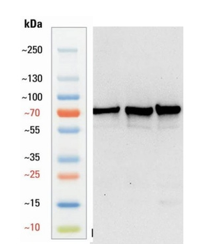 Goat anti-VAChT Antibody