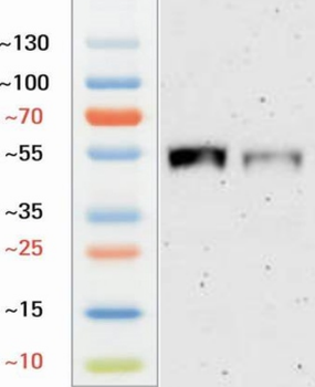 Guinea pig NeuN Antibody