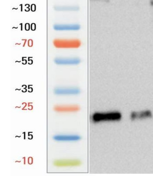 Goat CD3 Antibody