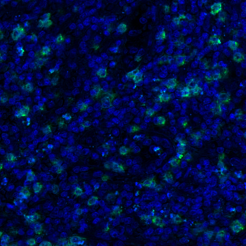 Goat CD3 Antibody