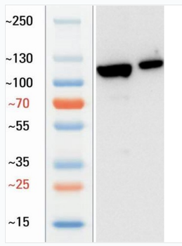 Goat F4/80 Antibody