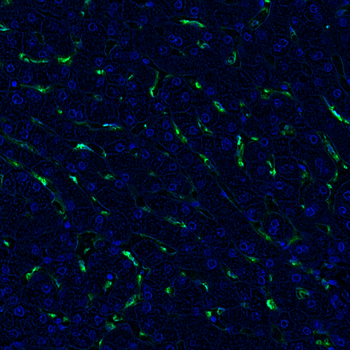 Goat F4/80 Antibody