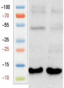 Goat Osteocalcin Antibody