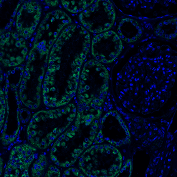 Goat Osteocalcin Antibody