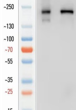 Goat Collagen IV Antibody