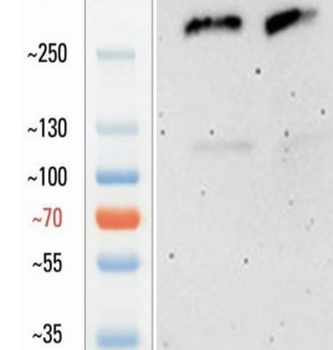 Goat Laminin Antibody
