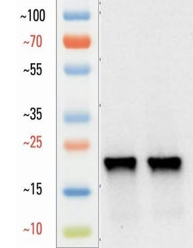 Goat GPX4 Antibody