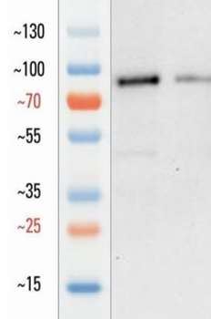 Goat beta Catenin Antibody