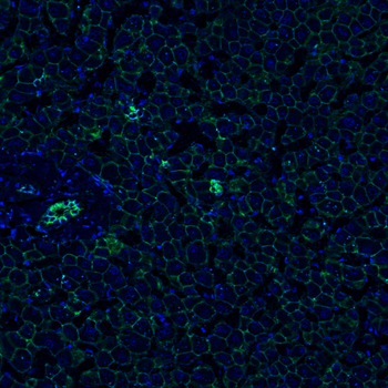 Goat beta Catenin Antibody