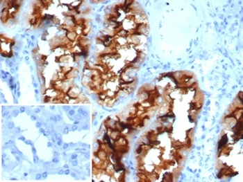 ANPEP Antibody