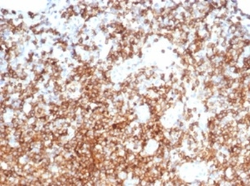 ANPEP Antibody