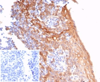 STING1 Antibody