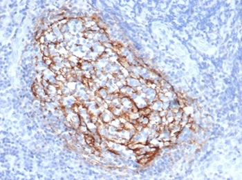 CR1 Antibody