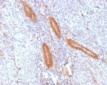 PTGS2 Antibody