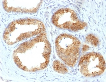 PTGS2 Antibody