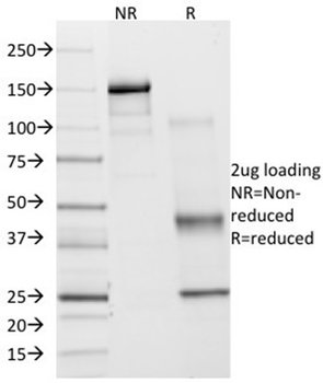 PTGS2 Antibody