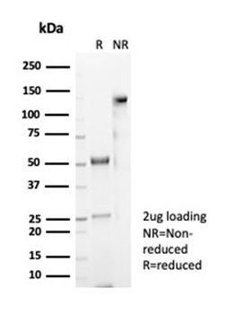 CD4 Antibody