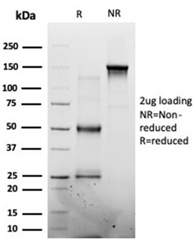 MED7 Antibody