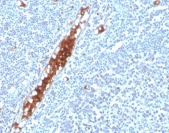 SPARC / Osteonectin Antibody