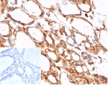 ACTB Antibody