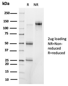 PRMT7 Antibody