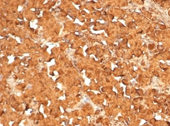 POMC Antibody