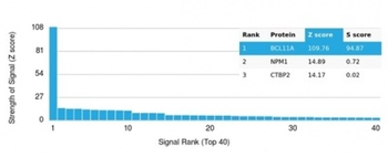 BCL11A / CTIP1 (Transcription Factor) Antibody