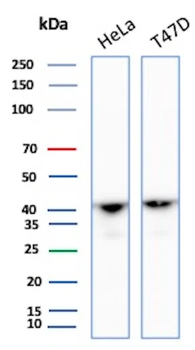 ACTA1 Antibody
