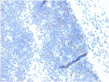 GMNN Antibody