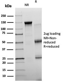 NEUROG3 Antibody