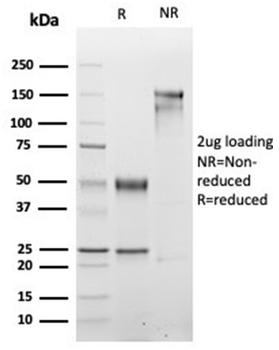 MYOG Antibody