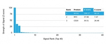 MYOG Antibody