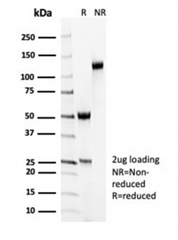 MYH11 Antibody