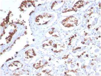 MUC5AC Antibody