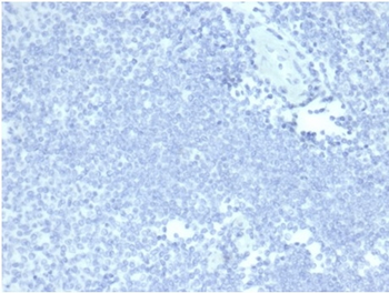MUC5AC Antibody