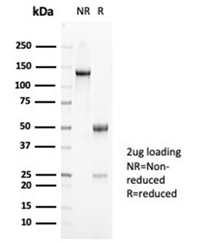 MUC5AC Antibody