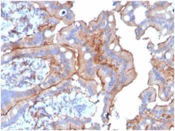 LY75 Antibody