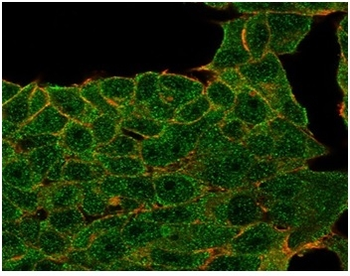 LTF Antibody